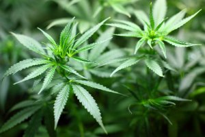 I rischi insiti nel referendum sulla cannabis legale