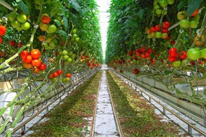 Lo spreco agroalimentare nel mondo