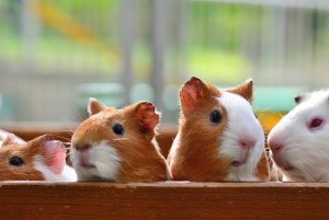 La sperimentazione animale è una pratica obsoleta
