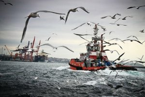 Presa diretta: pesca selvaggia
