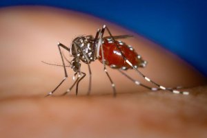 Chikungunya nel Lazio: l'Italia e le malattie neglette