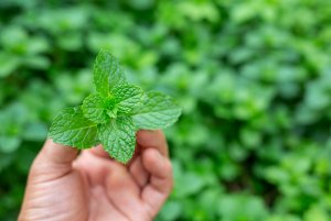 olio essenziale menta piperina