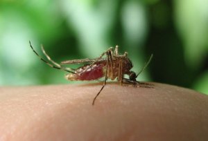 Zika virus: l'OMS chiede prevenzione prima di tutto