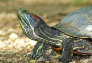 Specie aliene nel centro di Roma: flora e fauna invasive minacciano la biodiversità