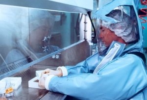 Influenza suina, i nuovi untori