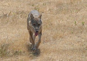 Il lupo in Italia, una convivenza già possibile. Il servizio de Le Iene manda un messaggio distorto