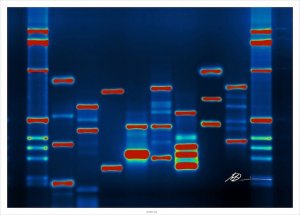 Le varianti genetiche dell'antisocialità