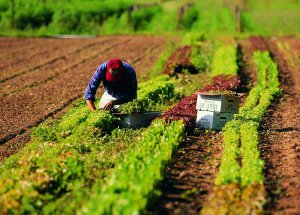 Agricoltura urbana : città più verdi e più sostenibili