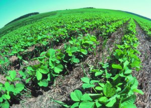 L'agricoltura senza acqua per il bene del pianeta. Waterless Farming