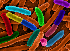 L'impronta intestinale