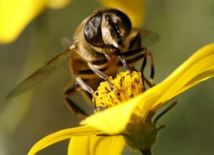 Nonsolomammiferi: anche gli insetti capaci di astrazione