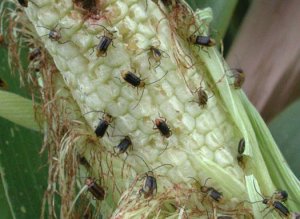 Monsanto, il famoso mais BT ha fallito