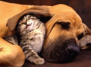 Arriva la tassa sul possesso di cani e gatti