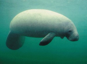 All'origine delle sirene
