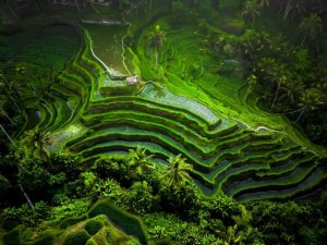 Risaie di Tegallalang - Bali in bicicletta