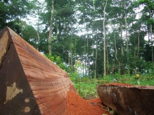 Deforestazione illegale in Camerun, coinvolte le imprese italiane