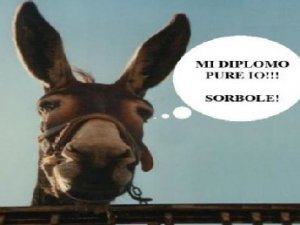 Un asino e l'opinione pubblica