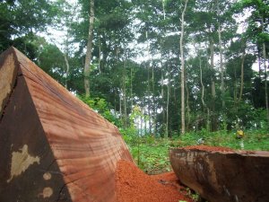 Deforestazione in Indonesia: la APP paga ITS global per ripulirsi i panni sporchi