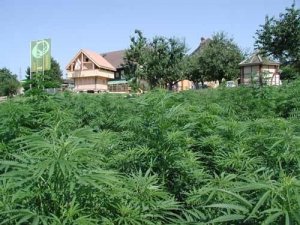 La Legalizzazione della Canapa non è un Problema Secondario