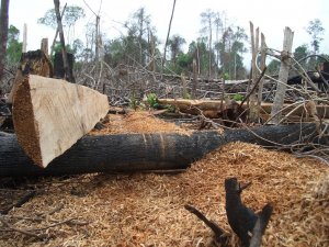 Deforestazione in Indonesia: scienziati smascherano le bufale dei produttori di carta
