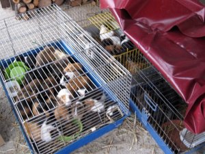 Sperimentazione animale, le ragioni della ricerca (e quelle degli antivivisezionisti)