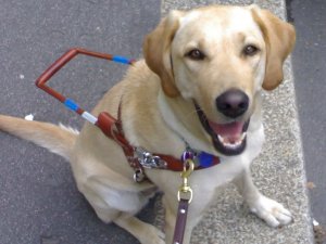 Gran Bretagna. Tassista rifiuta di far salire in auto il cane guida di un cieco