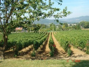 Una vigna in pericolo, ma tutto tace