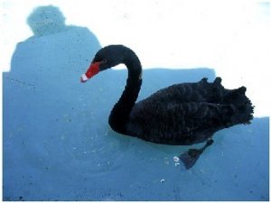Il Cigno Nero. Ovvero: il Buco Nero della Non Conoscenza