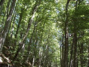 Foreste, a conti fatti...