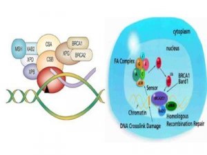 Nuove potenziali cure antitumorali