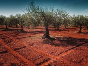 Libera: incendi nelle terre dell'“ospite” di Riina