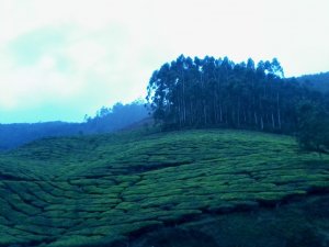 Munnar: c'è della Scozia in India!