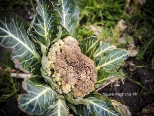 Erano tossici i cavolfiori che abbiamo mangiato a Natale