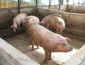 Lehner, le pelli di maiale e successivo sviluppo tecnologico
