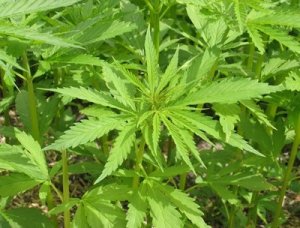 Cannabis: in Toscana utilizzabile a scopi terapeutici