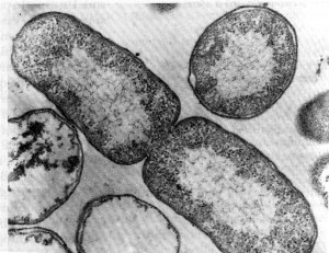 E' il momento dell'Escherichia Coli
