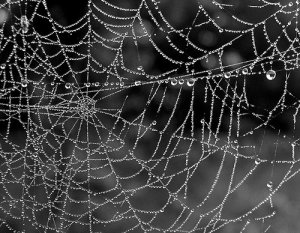 Una tuta da Spiderman grazie alle ragnatele