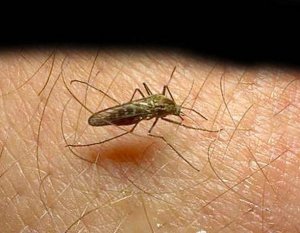 Paure. Oggi tocca all'influenza suina
