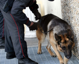 Perquisizioni anti-droga a scuola | Lettera di un insegnante di Siena