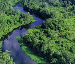 Foreste distrutte con certificazione