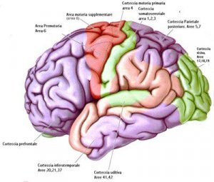 La mappatura del cervello