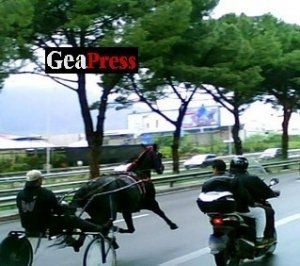 Quelle corse di cavalli gestite dalla mafia in pieno centro a Palermo