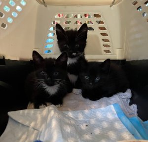 Photo of cats