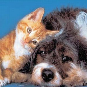 Un SMS contro l'abbandono degli animali domestici