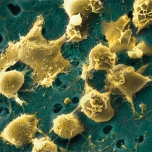 Cooperare: lo insegnano le nostre cellule