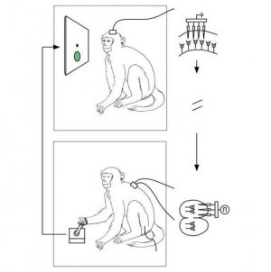 Come in Avatar: due scimmie conesse con un microchip