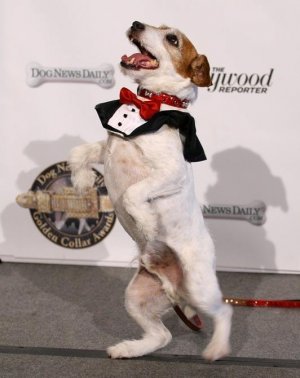 Golden Collar Award per Uggie, il pluripremiato cane di "The Artist"