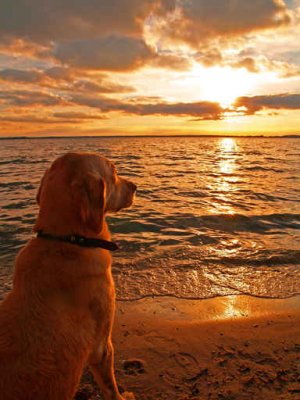 Storia di un amore: un cane, un uomo e il mare a Falconara