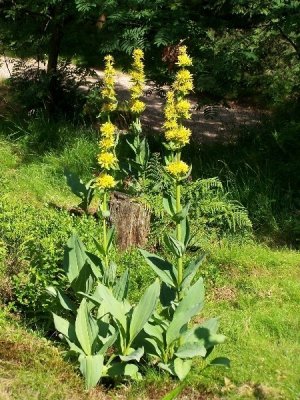 La genziana: l'antico "amaro tonico"