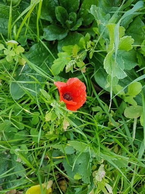 Rosso pungente